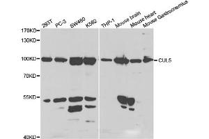 Western Blotting (WB) image for anti-Cullin 5 (CUL5) antibody (ABIN1876557) (Cullin 5 抗体)