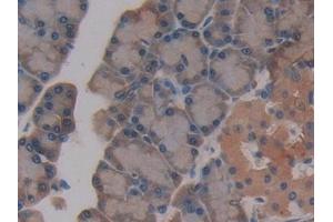 Immunohistochemistry (IHC) image for anti-Glutathione S-Transferase theta 2 (GSTT2) (AA 16-242) antibody (ABIN7432199)