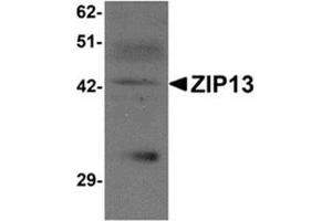 Western blot analysis of ZIP13 in K562 cell lysate with ZIP13 antibody at 1 μg/ml. (SLC39A13 抗体  (N-Term))