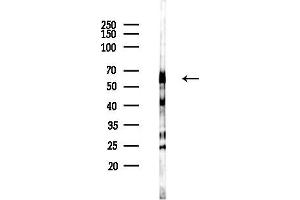 anti-Potassium Channel, Subfamily K, Member 10 (KCNK10) (C-Term) antibody