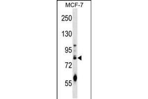 Western blot analysis in MCF-7 cell line lysates (35ug/lane). (ACRC 抗体  (C-Term))