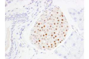 Immunohistochemistry (IHC) image for anti-Transcription Factor MafA (MAFA) (C-Term) antibody (ABIN7448634)