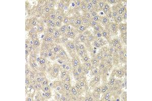 Immunohistochemistry of paraffin-embedded rat liver using RGS7 antibody at dilution of 1:100 (x400 lens). (RGS7 抗体)