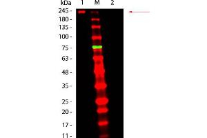 Fluorescent: Anti-Mouse Ig DyLight 680 - Western Blot. (Fluorescent TrueBlot®: Anti-小鼠 Ig DyLight™ 680)