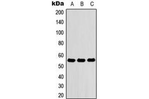 Western blot analysis of ZNF76 expression in HEK293T (A), Raw264.