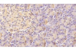 Detection of LIF in Human Pancreas Tissue using Monoclonal Antibody to Leukemia Inhibitory Factor (LIF) (LIF 抗体  (AA 2-201))
