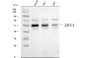 Western blot analysis of XRCC4 using anti-XRCC4 antibody (ABIN7599168).