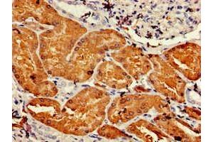 Immunohistochemistry of paraffin-embedded human kidney tissue using ABIN7144627 at dilution of 1:100 (DDC 抗体  (AA 24-215))