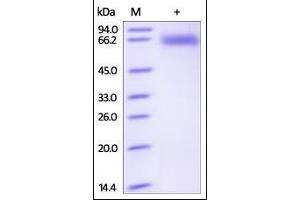 SDS-PAGE (SDS) image for CD72 Molecule (CD72) (AA 117-359) protein (Fc Tag) (ABIN2180833)