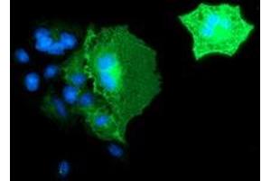 Anti-BIN3 mouse monoclonal antibody (ABIN2454016) immunofluorescent staining of COS7 cells transiently transfected by pCMV6-ENTRY BIN3 (RC203378). (BIN3 抗体)