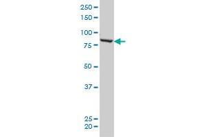 QARS monoclonal antibody (M01), clone 5F5 Western Blot analysis of QARS expression in HeLa . (QARS 抗体  (AA 677-775))