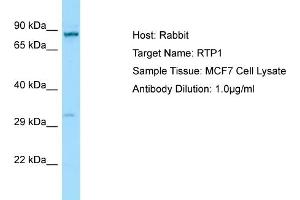 Western Blotting (WB) image for anti-Receptor (Chemosensory) Transporter Protein 1 (RTP1) (C-Term) antibody (ABIN2790163)