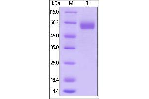 Human B7-H5, Mouse IgG2a Fc Tag, low endotoxin on  under reducing (R) condition. (VTCN1 Protein (AA 33-194) (Fc Tag))