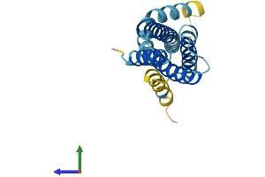 Protein Structure (PS) image for Signal Sequence Receptor gamma (SSRg) (AA 1-185) protein (His tag) (ABIN7561332)