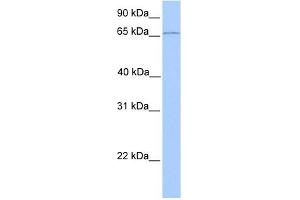 CLCNKA antibody used at 1 ug/ml to detect target protein. (CLCNKA 抗体  (N-Term))