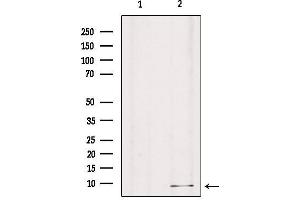 Western blot analysis of extracts from mouse brain, using GNG8 Antibody. (GNG8 抗体  (Internal Region))