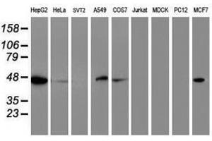 Image no. 2 for anti-Adipocyte Plasma Membrane Associated Protein (APMAP) antibody (ABIN1496665) (APMAP 抗体)