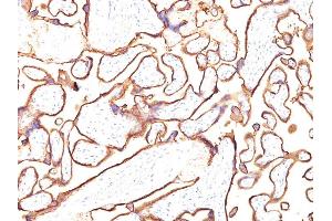 Formalin-fixed, paraffin-embedded human Placenta stained with PLAP Monoclonal Antibody (PL8-F6). (PLAP 抗体)