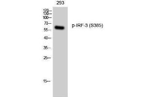 Western Blotting (WB) image for anti-Interferon Regulatory Factor 3 (IRF3) (pSer385) antibody (ABIN3173362) (IRF3 抗体  (pSer385))