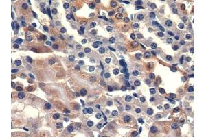 DAB staining on IHC-P; Samples: Mouse Kidney Tissue (PSMA 抗体  (AA 536-752))