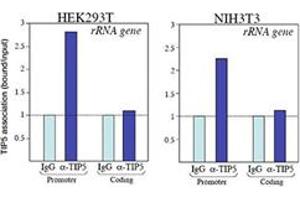 ChIP assays were performed using chromatin from HEK293T and NIH3T3 cells. (BAZ2A 抗体)