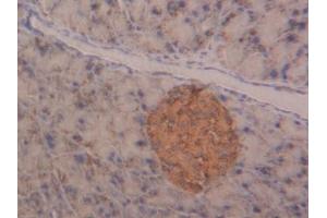 Detection of NAGa in Mouse Pancreas Tissue using Polyclonal Antibody to N-Acetylgalactosaminidase Alpha (NAGa) (NAGA 抗体  (AA 18-217))