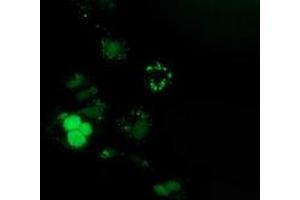 Anti-PUS7 mouse monoclonal antibody (ABIN2453554) immunofluorescent staining of COS7 cells transiently transfected by pCMV6-ENTRY PUS7 (RC203902). (PUS7 抗体)
