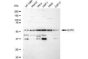 Western blotting analysis using GOPC antibody (ABIN7798796). (Recombinant GOPC 抗体)