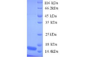 SDS-PAGE (SDS) image for Nerve Growth Factor Receptor (TNFRSF16) Associated Protein 1 (NGFRAP1) (AA 1-111), (full length) protein (His tag) (ABIN5713700)