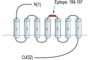 anti-Neuropeptide FF Receptor 1 (NPFFR1) (AA 184-197), (Extracellular), (Loop 2) antibody