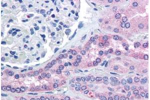 Human Kidney (formalin-fixed, paraffin-embedded) stained with RHPN2 antibody ABIN294091 at 5 ug/ml followed by biotinylated anti-goat IgG secondary antibody ABIN481715, alkaline phosphatase-streptavidin and chromogen. (RHPN2 抗体  (AA 645-655))