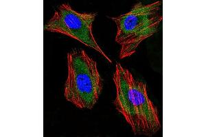 Immunofluorescent analysis of 4% paraformaldehyde-fixed, 0. (Lactoferrin 抗体)