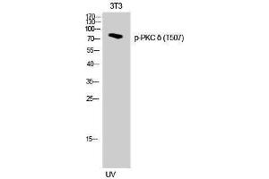 Western Blotting (WB) image for anti-Protein Kinase C, delta (PKCd) (pThr507) antibody (ABIN3179492) (PKC delta 抗体  (pThr507))