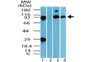 Western blot analysis of IQWD1 in human muscle tissue lysate in the 1) absence and 2) presence of immunizing peptide, 3) mouse muscle tissue lysate and 4) rat muscle tissue lysate. (DCAF6 抗体  (AA 800-850))
