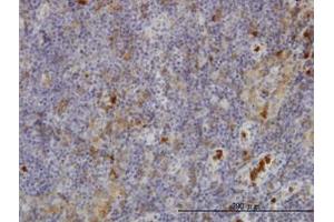Image no. 3 for anti-Gardner-Rasheed Feline Sarcoma Viral (V-Fgr) Oncogene Homolog (FGR) (AA 1-90) antibody (ABIN598684) (Fgr 抗体  (AA 1-90))