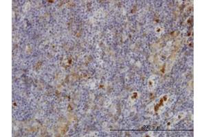 Image no. 3 for anti-Gardner-Rasheed Feline Sarcoma Viral (V-Fgr) Oncogene Homolog (FGR) (AA 1-90) antibody (ABIN598684)