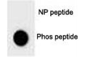 Dot Blot (DB) image for anti-BCL2-Associated Agonist of Cell Death (BAD) (pSer124) antibody (ABIN3030119)