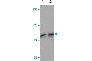 Western blot analysis of FREM1 in K-562 cell lysate with FREM1 polyclonal antibody  at (1) 0. (FREM1 抗体  (C-Term))