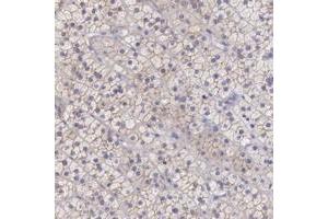 Immunohistochemical staining of human adrenal gland with TBC1D22A polyclonal antibody  shows moderate cytoplasmic and membranous positivity in cortical cells.