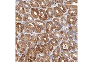 Immunohistochemical staining of human stomach with SCUBE1 polyclonal antibody  shows cytoplasmic positivity in glandular cells at 1:20-1:50 dilution. (SCUBE1 抗体)