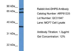 Western Blotting (WB) image for anti-Deoxyhypusine Synthase (DHPS) (N-Term) antibody (ABIN2788727) (DHPS 抗体  (N-Term))