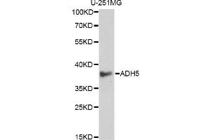 Western blot analysis of extracts of U-251MG cells, using ADH5 antibody (ABIN6292597) at 1:1000 dilution. (ADH5 抗体)
