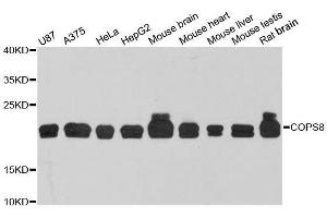 COPS8 抗体  (AA 1-209)