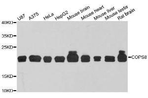 Western blot analysis of extracts of various cell lines, using COPS8 antibody. (COPS8 抗体  (AA 1-209))