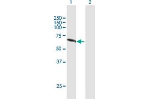 Western Blot analysis of NEK11 expression in transfected 293T cell line by NEK11 MaxPab polyclonal antibody. (NEK11 抗体  (AA 1-482))