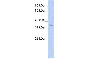 TNFRSF25 antibody (70R-10465) used at 0.