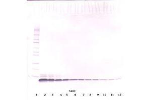 Image no. 2 for anti-Epidermal Growth Factor (EGF) antibody (ABIN465662) (EGF 抗体)
