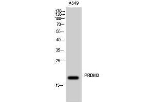 Western Blotting (WB) image for anti-MDS1 and EVI1 Complex Locus (MECOM) (N-Term) antibody (ABIN3177008) (MECOM 抗体  (N-Term))