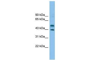 WB Suggested Anti-ZNF784 Antibody Titration: 0. (ZNF784 抗体  (Middle Region))