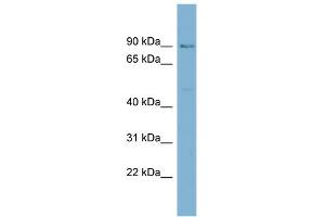 WB Suggested Anti-HECTD2 Antibody Titration:  0. (HECTD2 抗体  (N-Term))